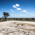 TZA SHI SerengetiNP 2016DEC24 LookoutHill 016 : 2016, 2016 - African Adventures, Africa, Date, December, Eastern, Lookout Hill, Month, Places, Serengeti National Park, Shinyanga, Tanzania, Trips, Year